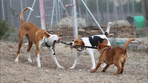 Territorio Canino