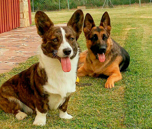 Residencia Canina Bureba